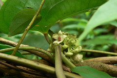 Heterostemma dalzellii